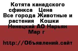 Котята канадского сфинкса › Цена ­ 15 - Все города Животные и растения » Кошки   . Ненецкий АО,Нарьян-Мар г.